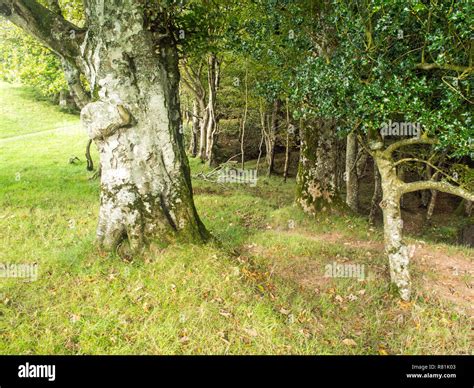 Beautiful Woodland Walk Around Clovelly In Devon England Stock Photo