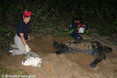 Leatherback Sea Turtle - Dermochelys coriacea