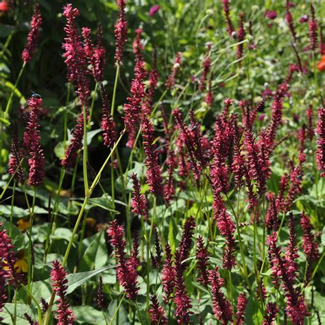 Buy Persicaria Amplexicaulis Blackfield Nursery Grown Perennials For