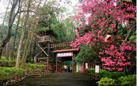 東勢林場櫻花季開跑！滿山粉紅、純白李花還有5千株鬱金香