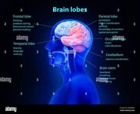 Brain Anatomy concept. Brain lobes, vision, digital human brain. Neural network. IQ testing ...