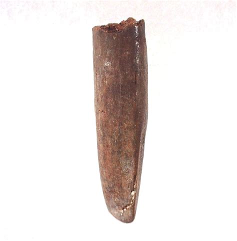 cretaceous-rebbachisaurus-dinosaur-tooth-14a.jpg for sale