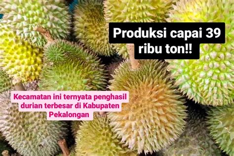 Daerah Penghasil Durian Terbesar Di Pekalongan Juaranya Tembus