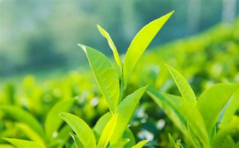 pin  olga rybalko  tsvety leaves tea garden green tea plant