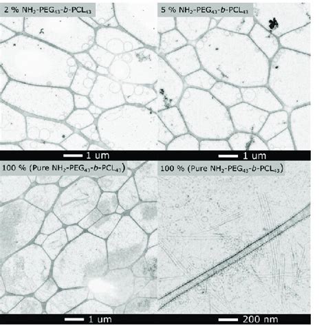 A Cryo Tem Images Representing Different Concentrations Of Nh Peg