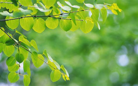 Wallpaper Sunlight Leaves Nature Grass Water Drops Branch Fruit