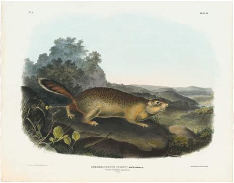 Audubon Bowen Ed Pl Parry S Marmot Squirrel Quadruped Imperial