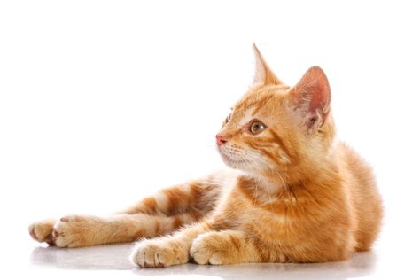 413 Ginger Cat Names for Your New Orange Kitten - Name This Cat - The ...