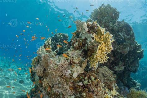 Coral reef and water plants in the Red Sea, Eilat Israel 3257207 Stock ...