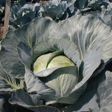 Купить капуста Бригадир F1 (белокочанная), цена 10 000 семян, Clause ...