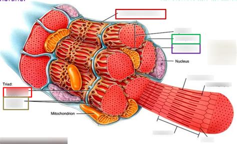 Chapter 10 - Skeletal Muscle Fiber Diagram | Quizlet