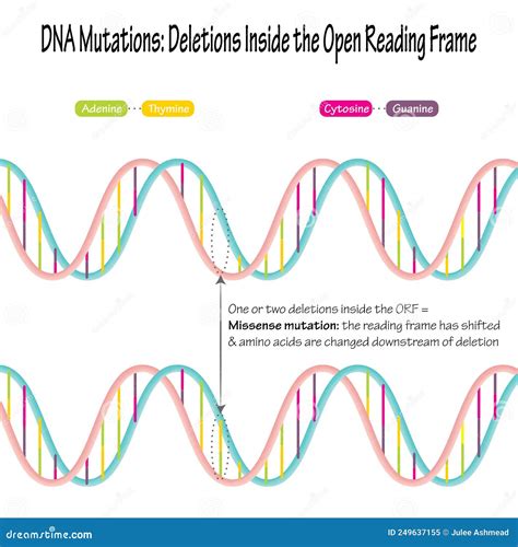 Mutaciones De Dna Eliminaciones Dentro Del Marco De Lectura Abierto