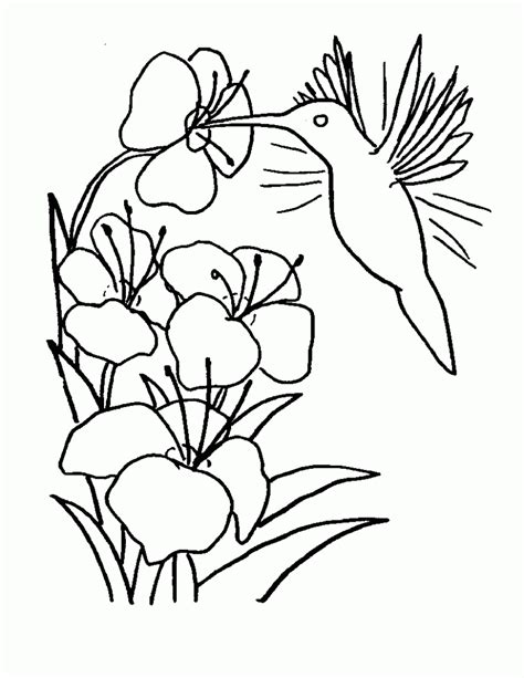 Free Printable Hummingbird Coloring Pages For Kids