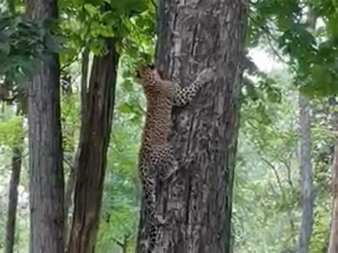 Leopard Hunted Monkey In Pench National Park पेंच नेशनल पार्क में