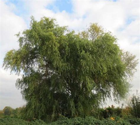 Corkscrew Willow Country Bumpkin Plant Nursery