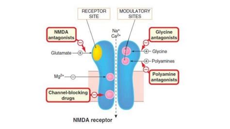 Nmda Receptors And Drugs Acting On Them