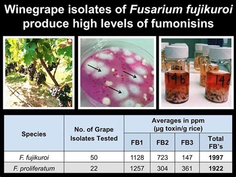 Toxins Free Full Text A Novel Population Of Fusarium Fujikuroi