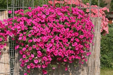 Тери Петуния: описание на сортовете, засаждане, отглеждане и грижи след ...