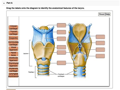 SOLVED Drag The Labels Onto The Diagram To Identify The Anatomical