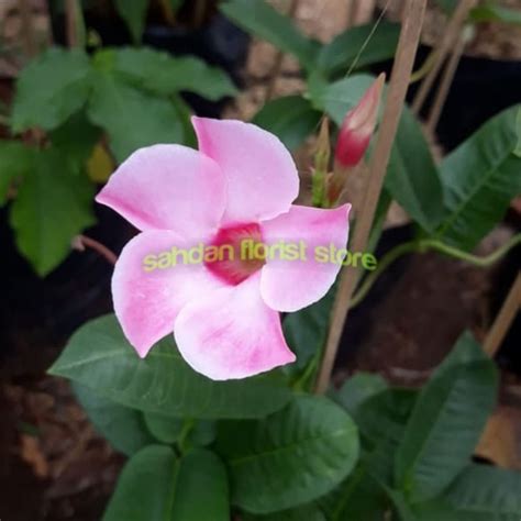 Jual Pohon Alamanda Bunga Pink Tanaman Hias Bunga Alamanda Pohon