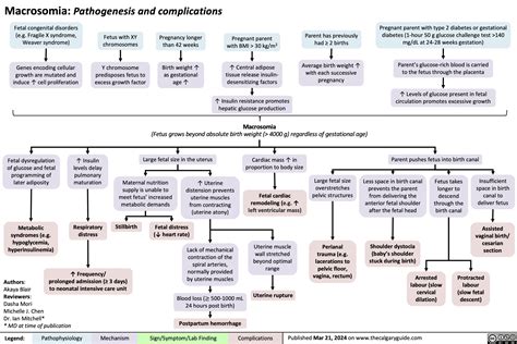 Macrosomia Pathogenesis And Complications Calgary Guide