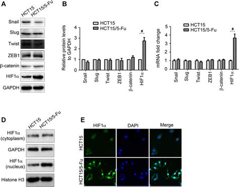 Frontiers Hif Vegf Feedback Loop Contributes To Fluorouracil