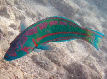 Surge Wrasse - Thalassoma purpureum - Wrasses - - Hawaii Reefs