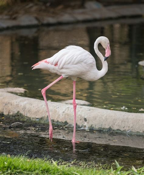 Fenicottero Maggiore Phoenicopterus Roseus Foto Premium