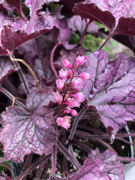 Coral Bells: Plant Care and Collection of Varieties - Garden.org