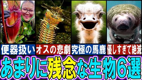 【閲覧注意】とてつもなく残念な生き物6選【ゆっくり解説】【動物おもしろ雑学】 Youtube