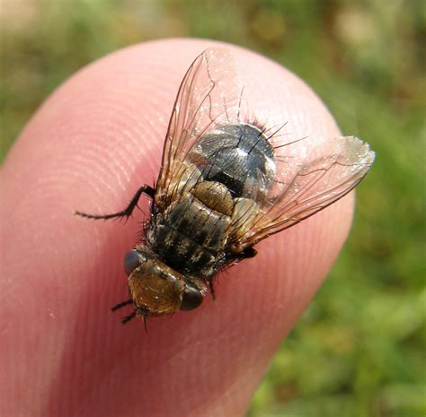 Gonia Ornata Female Rye Harbour NR Sussex 2012a Flickr