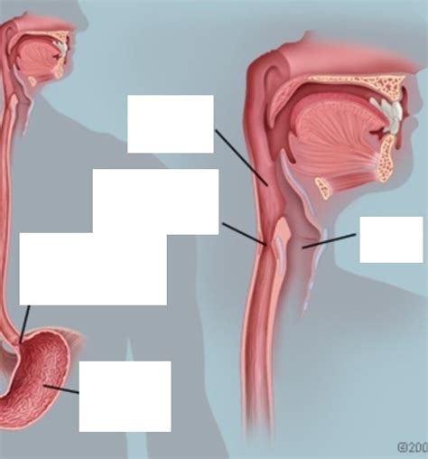 Esophagus Diagram | Quizlet