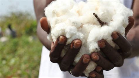 Overcoming Floods Cotton Board Of Zambia Forecasts Increase In Cotton