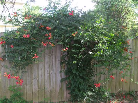 Trumpet Vine Fence