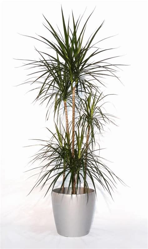 Dracaena Marginata Cane Artificial Plants Outdoor Indoor Tree