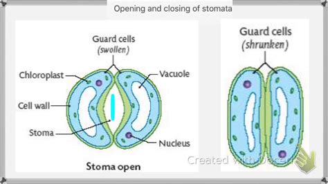 Stomata Opening And Closing Youtube