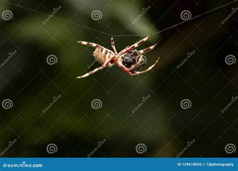 Spider hanging from a web wallpaper - thaipastor