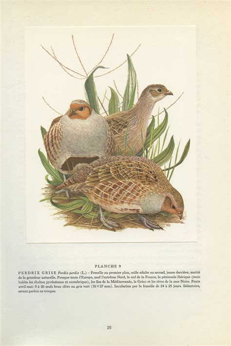 1960 Partridge Bird Art. Vintage Game Bird Print by Paul - Etsy