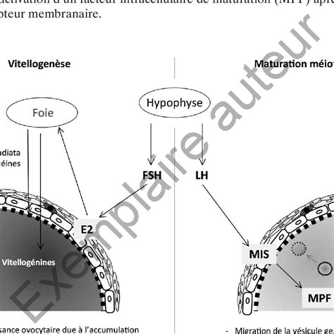 10 Régulation Endocrinienne De Lovogenèse Au Cours Des Phases De