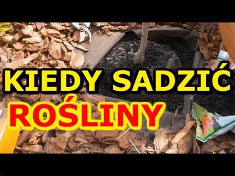 Uniwersalny Termin sadzenia Roślin Kiedy sadzić rośliny