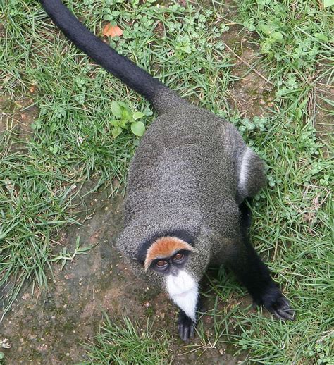 Очень интересно о обезьянах