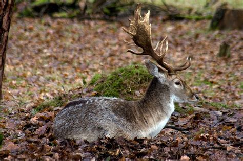 Deer Fallow Forest Free Photo On Pixabay Pixabay