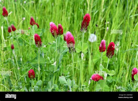 Trifolium incarnatum on a summer Stock Photo - Alamy