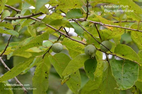 Plum Tree Identification : I fravær av frukt er det ikke så enkelt ...