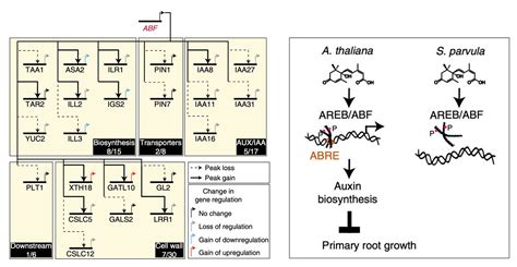 科学网—nature Plants：aba基因调控网络的分化导致物种特异性的生长控制 郝兆东的博文