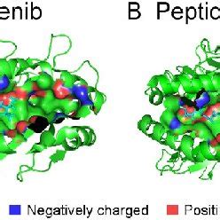 Ligand Binding Pocket Of Mhc Class I Proteins A Sorafenib Bound In The