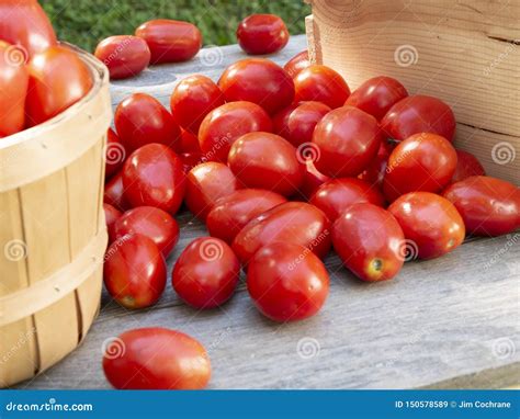 Organic Roma Tomato Harvest for Processing or Canning Stock Image ...