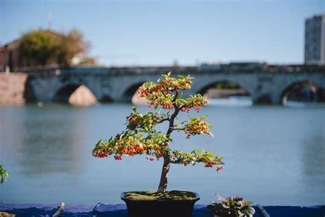 Marzo Giardini D Autore La Festa Verde Nel Centro Storico