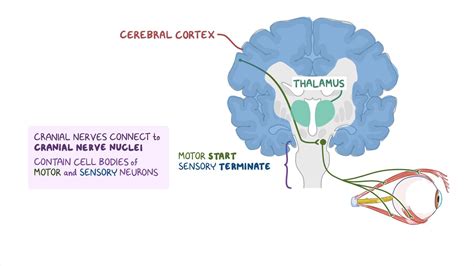 Optic Nerve Pathway