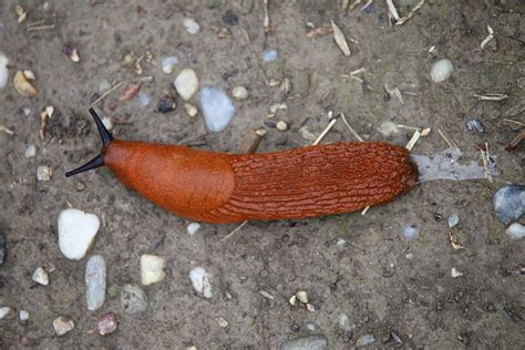 Naked Snail Slug Brown Land Free Photo On Pixabay